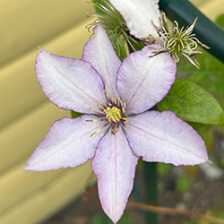 kinesiska hallon