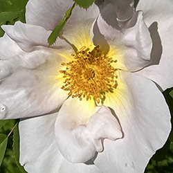 kinesiska hallon